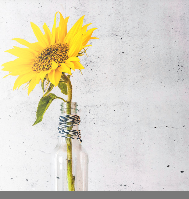 Sunflower in a glass bottle